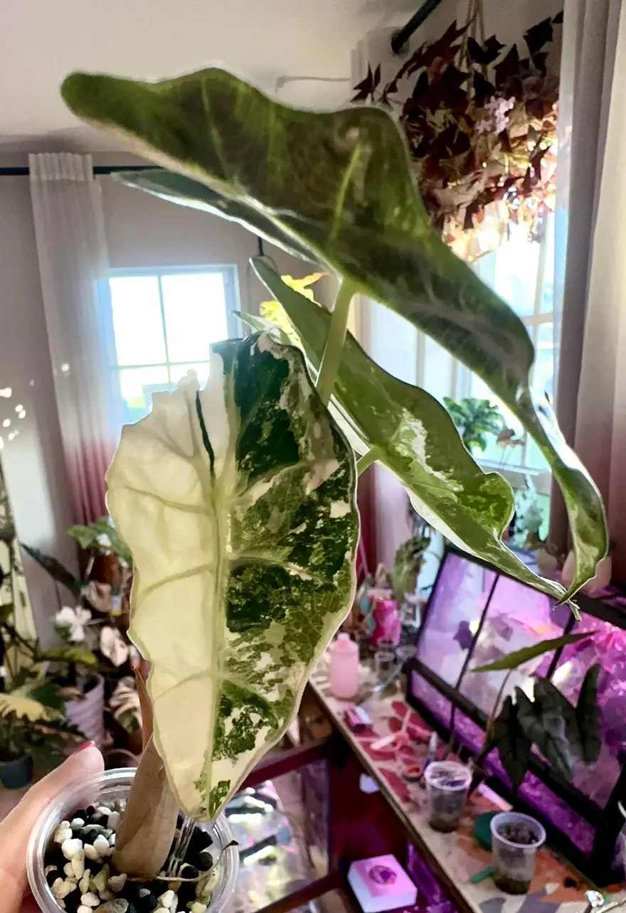 plant/PINK Polly Alocasia-0