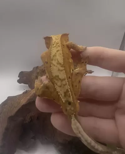 plant/Cold Brew - Yellow-Base Ink Spot Dalmation-1-thumbnail