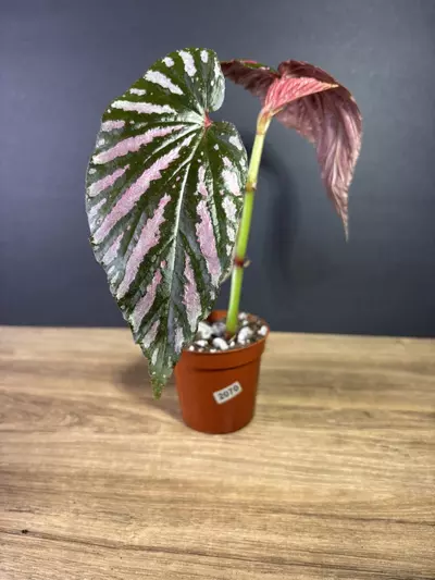 plant/Begonia Brevirimosa 4”  2070-0-thumbnail