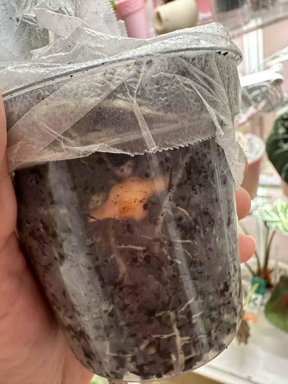 plant/Alocasia Pink Nobilis K CORM-1