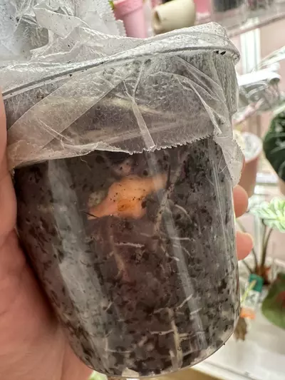 plant/Alocasia Pink Nobilis K CORM-1-thumbnail