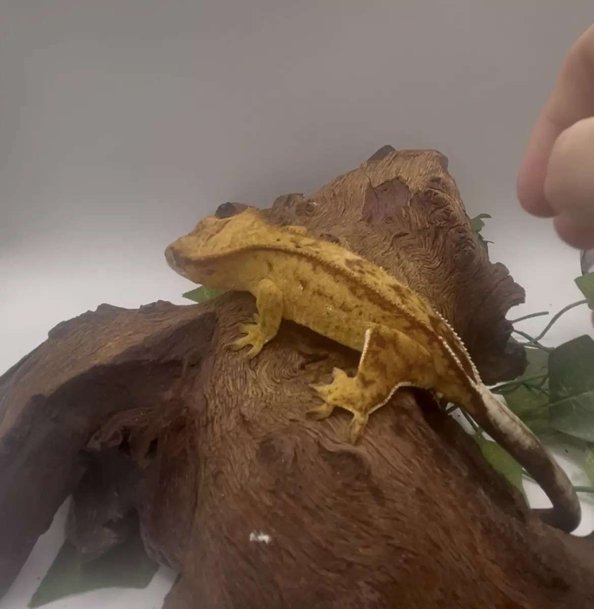 plant/Chiclet - Yellow Reverse Pinstripe-2