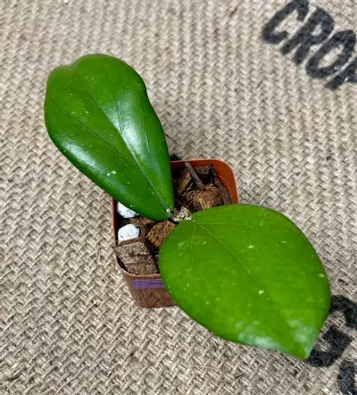 plant/Hoya Erythrina-3-thumbnail