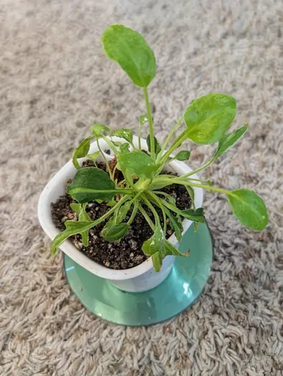 plant/Variegated Philodendron Xanadu #195-0-thumbnail