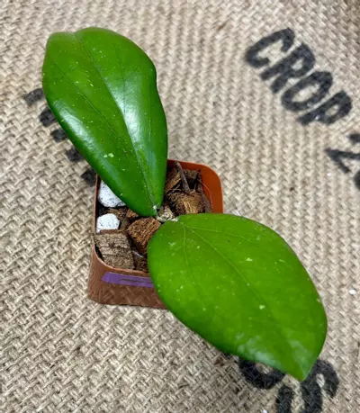 plant/Hoya Erythrina-5-thumbnail