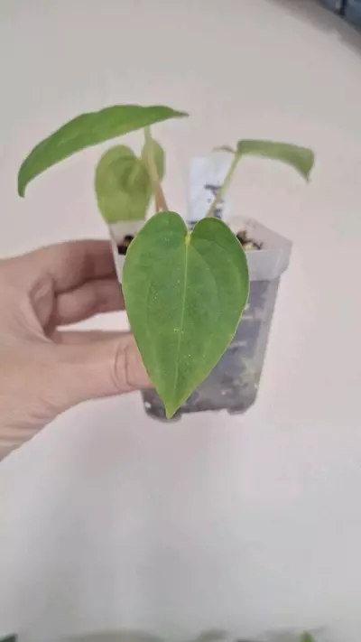 plant/Anthurium Blinky Bill-1-thumbnail