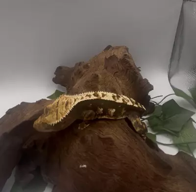 plant/Zephyr- Stunning Dark Tri-Color Extreme Harlequin-2-thumbnail