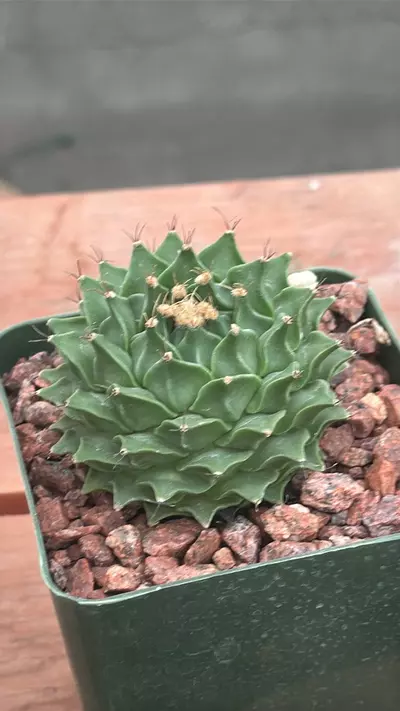 plant/Ps322 Obregonia denegrii-0-thumbnail