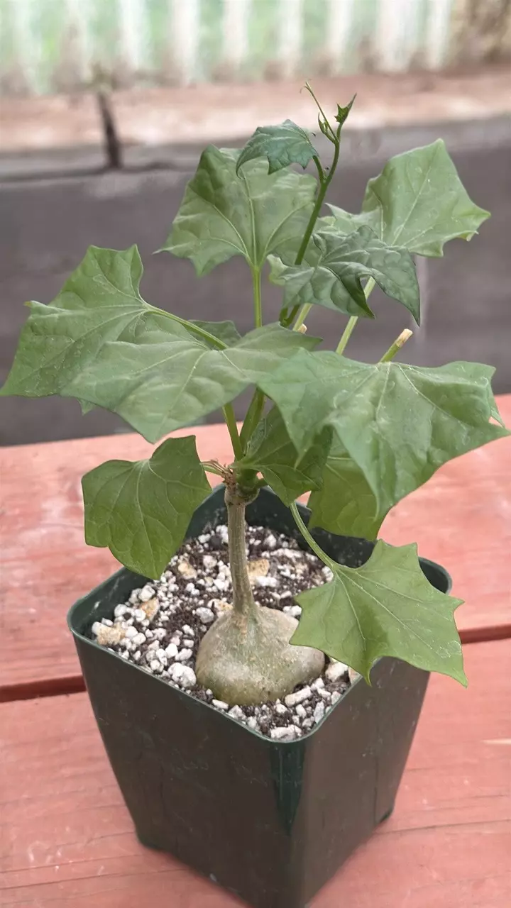 plant/Ps342 Gerrardanthus macrorhizus-0