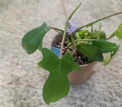 plant/Philodendron Florida Green 5" #197-2-thumbnail