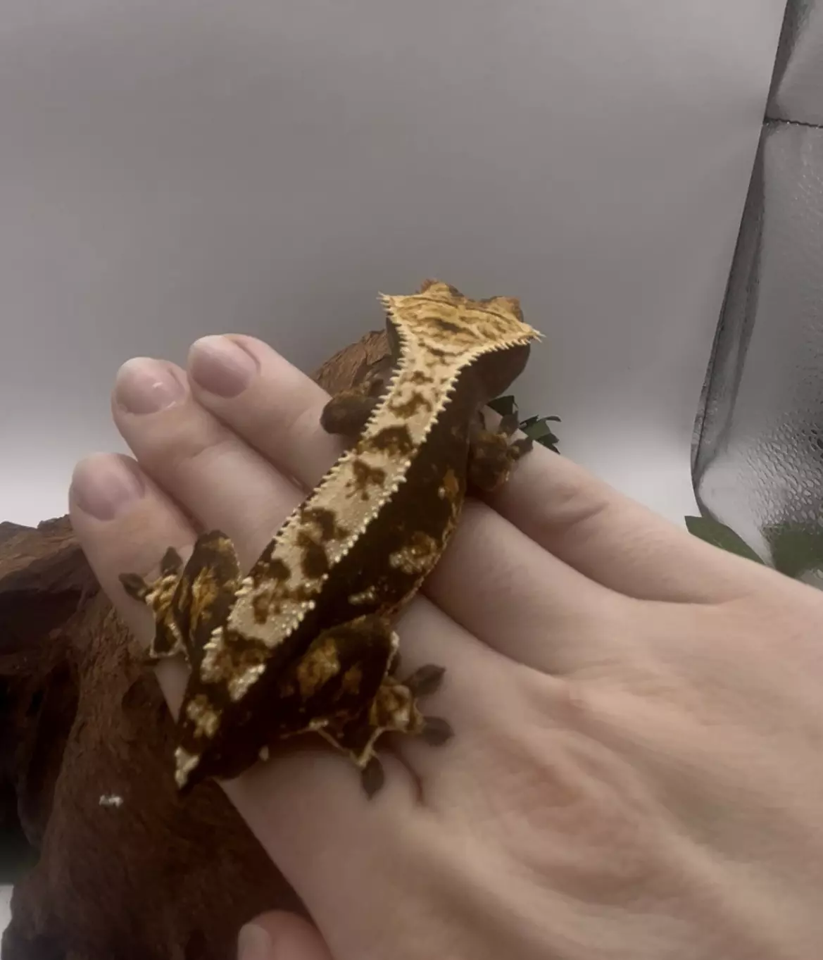 plant/Zephyr- Stunning Dark Tri-Color Extreme Harlequin-0