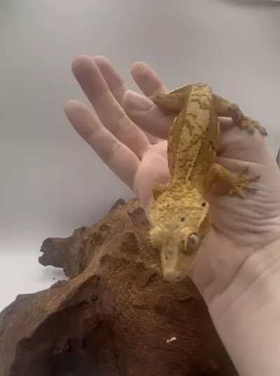 plant/Cold Brew - Yellow-Base Ink Spot Dalmation-2-thumbnail