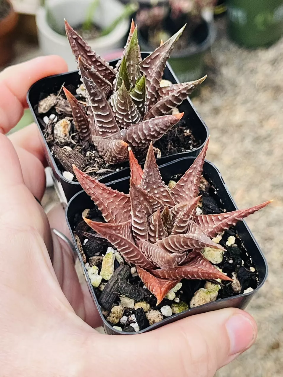 plant/Haworthia Limifolia, 2”-1