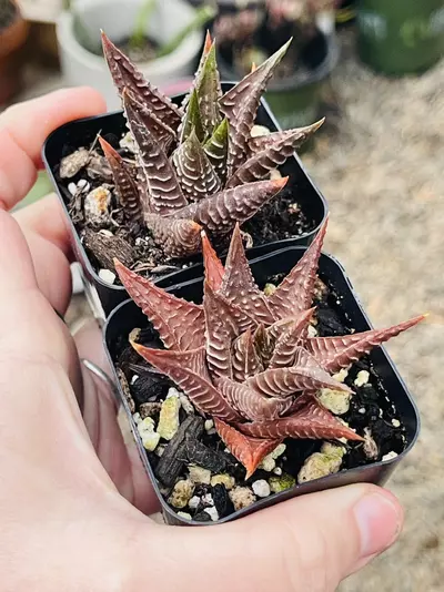plant/Haworthia Limifolia, 2”-1-thumbnail