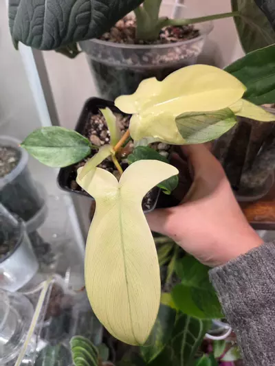 plant/Philodendron Florida Ghost-1-thumbnail