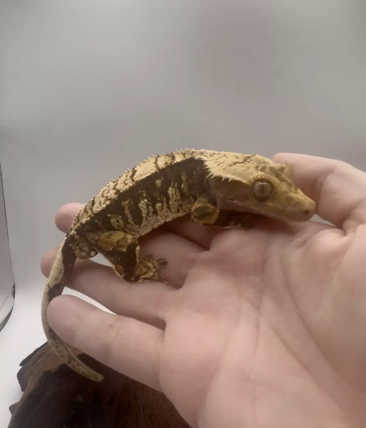 plant/Tokyo - Tri-Color Extreme By Altitude Exotics-2