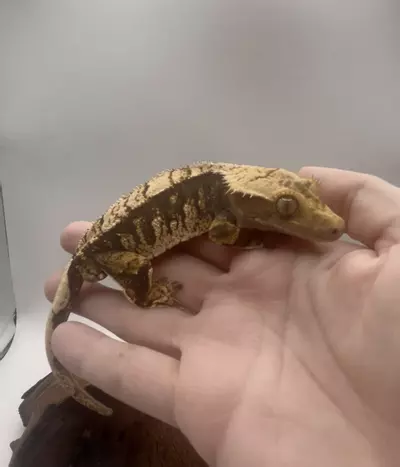 plant/Tokyo - Tri-Color Extreme By Altitude Exotics-2-thumbnail