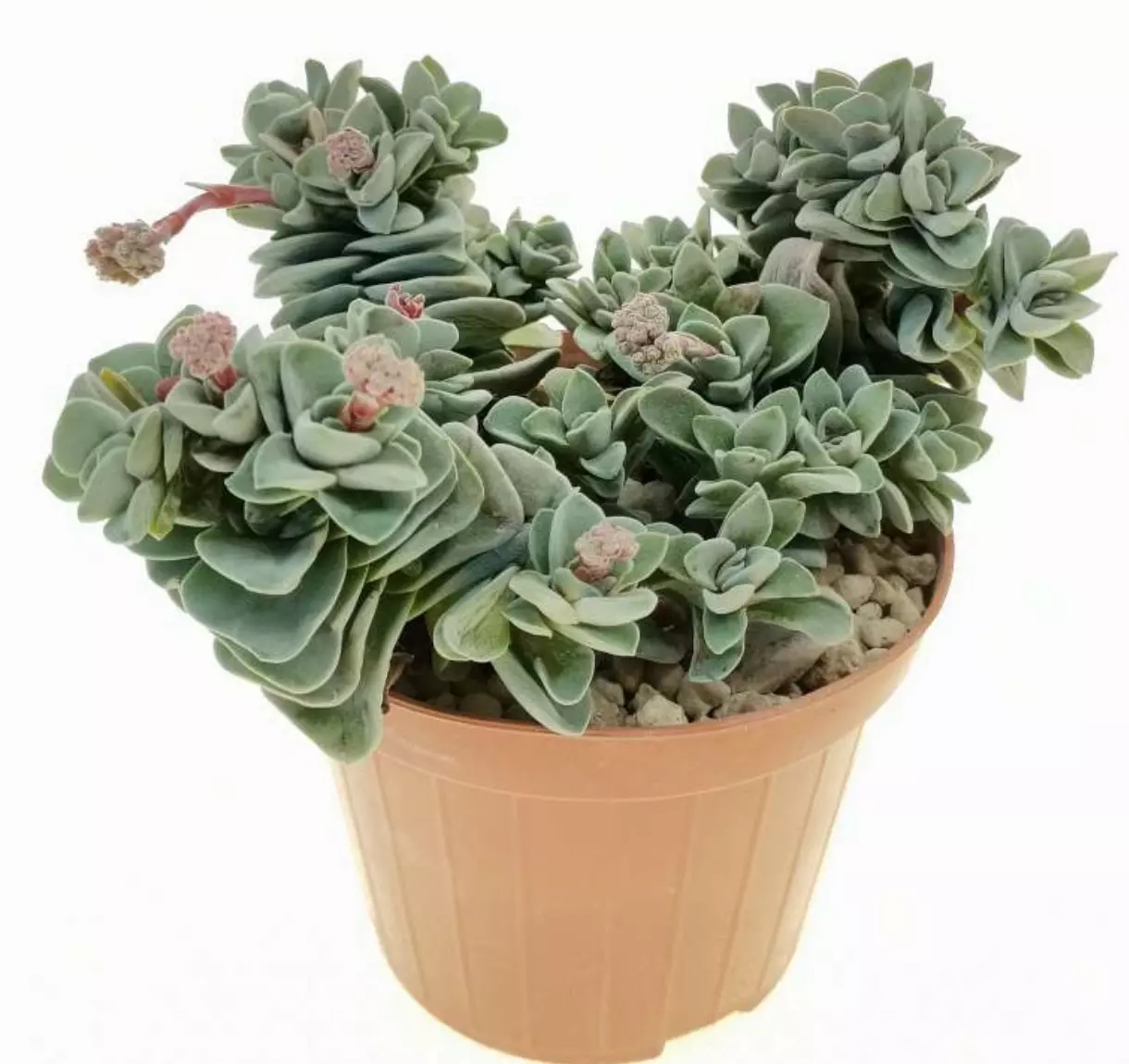 plant/Crassula Coralita, Rare 2”-1