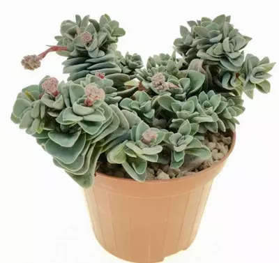 plant/Crassula Coralita, Rare 2”-1-thumbnail