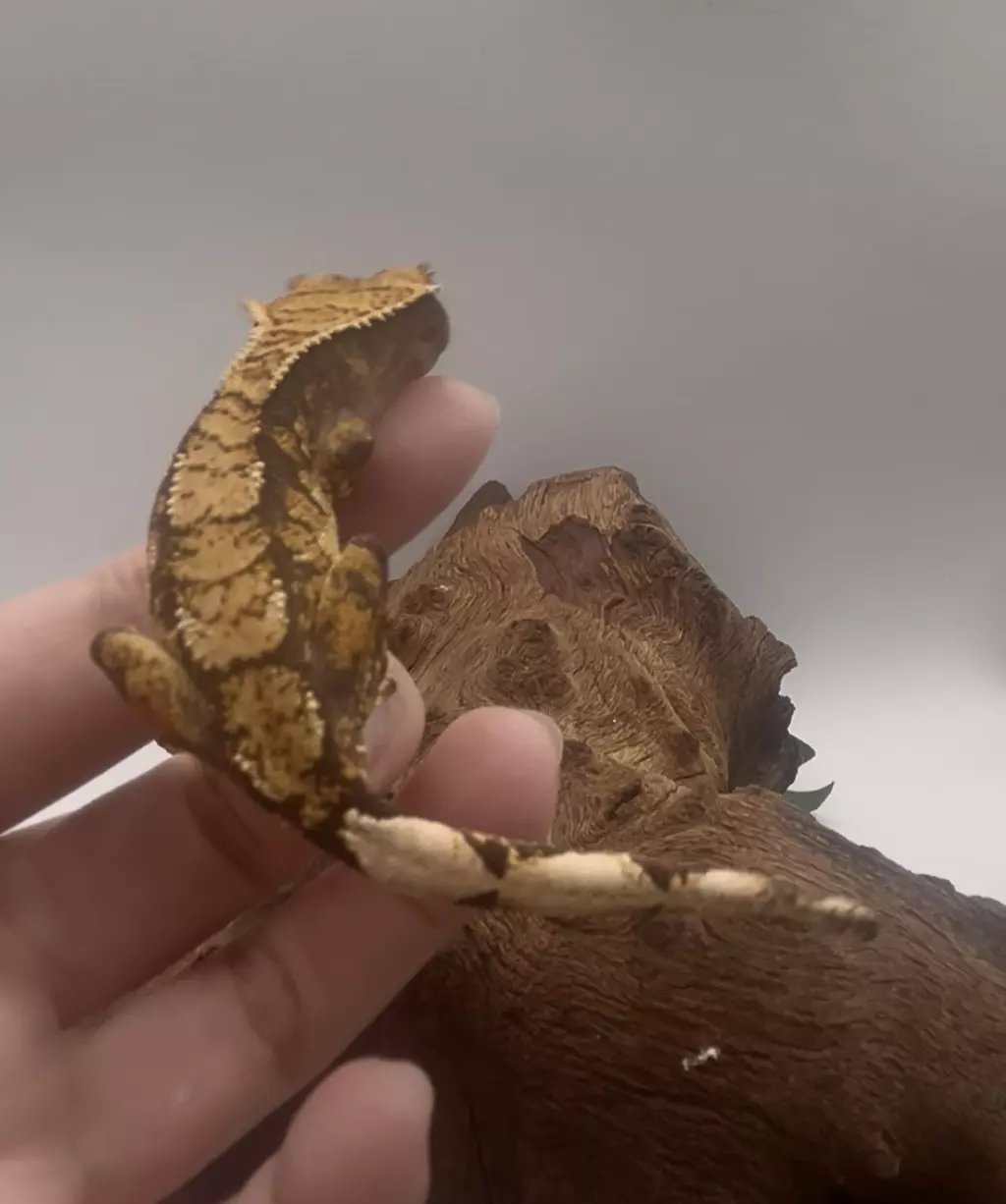 plant/Spaghetti - Tangerine Tri-Color-1