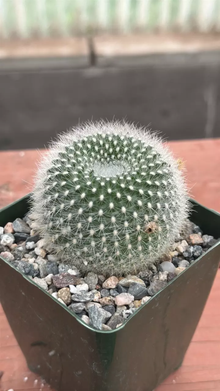 plant/Ps352 Notocactus haselbergii-0