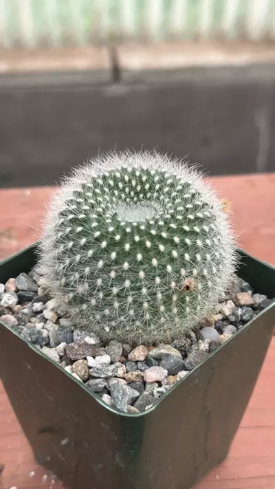 plant/Ps352 Notocactus haselbergii-0-thumbnail