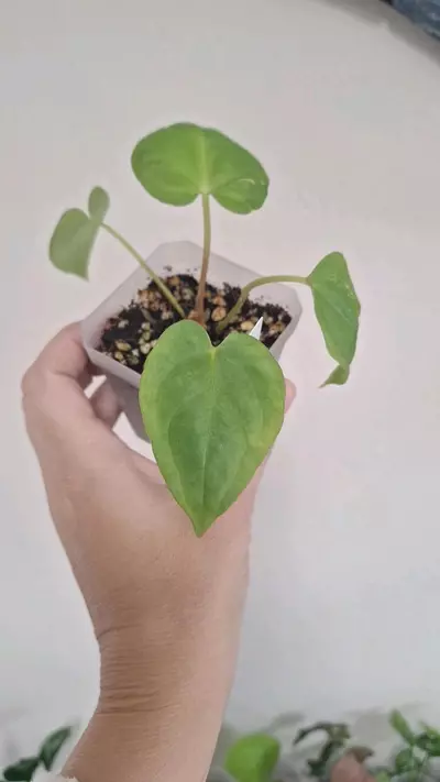 plant/Anthurium Blinky Bill-2-thumbnail