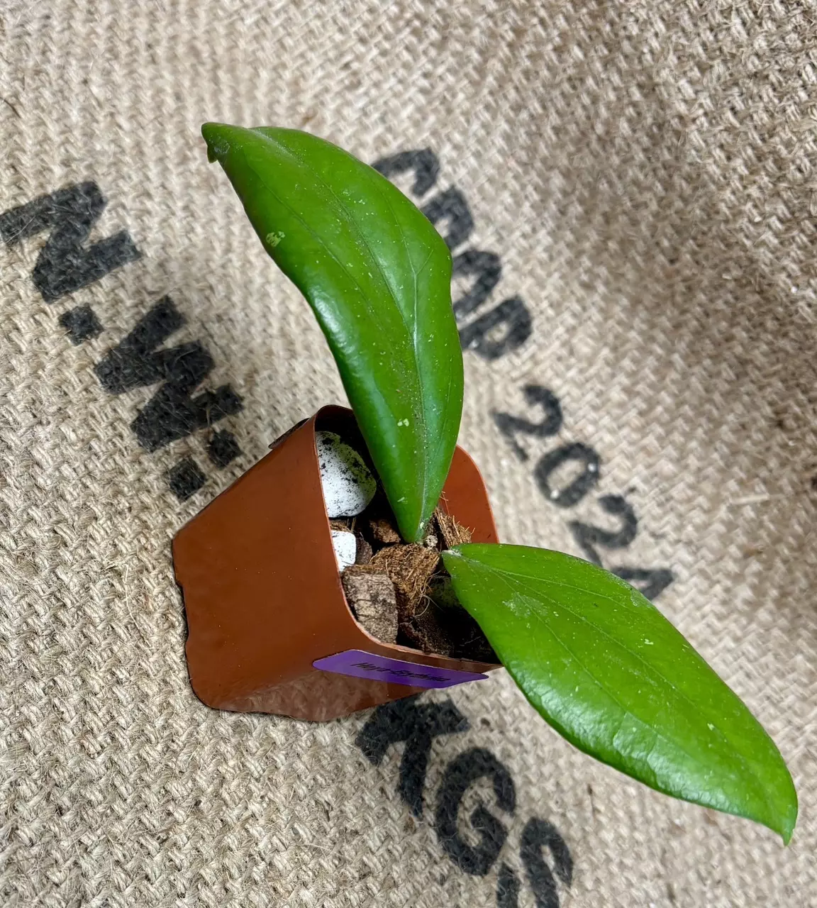 plant/Hoya Erythrina-0