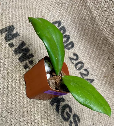 plant/Hoya Erythrina-0-thumbnail