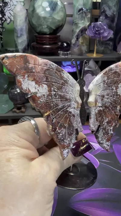 plant/Crazy Lace Butterfly wings w/holder-2-thumbnail