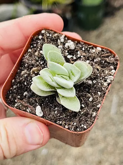 plant/Crassula Coralita, Rare 2”-0-thumbnail