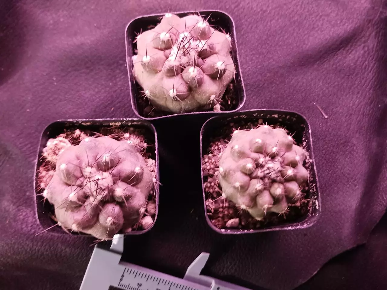 plant/Copiapoa Oliviana-0