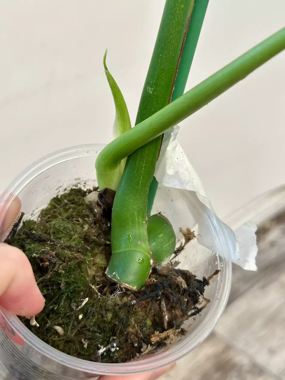 plant/Monstera Mint Variegated-1