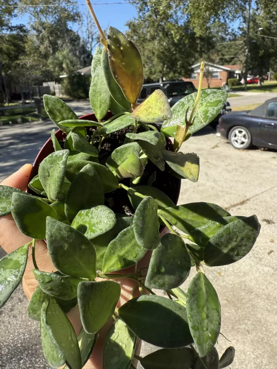 plant/Hoya burtoniae variegated-0