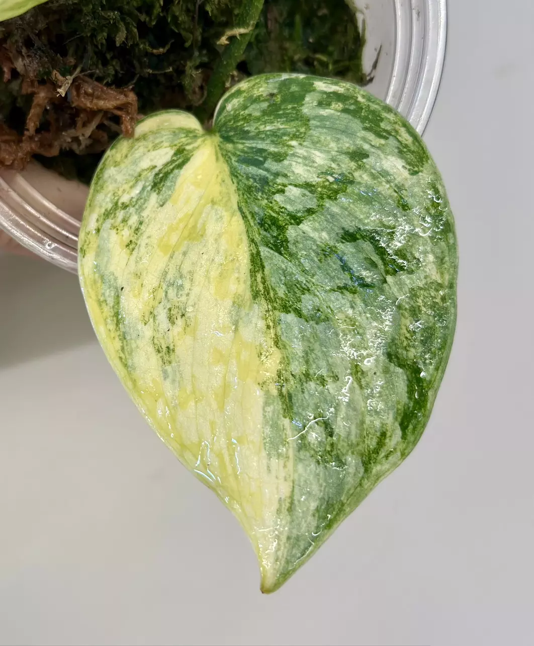 plant/Scindapsus Geulis-2