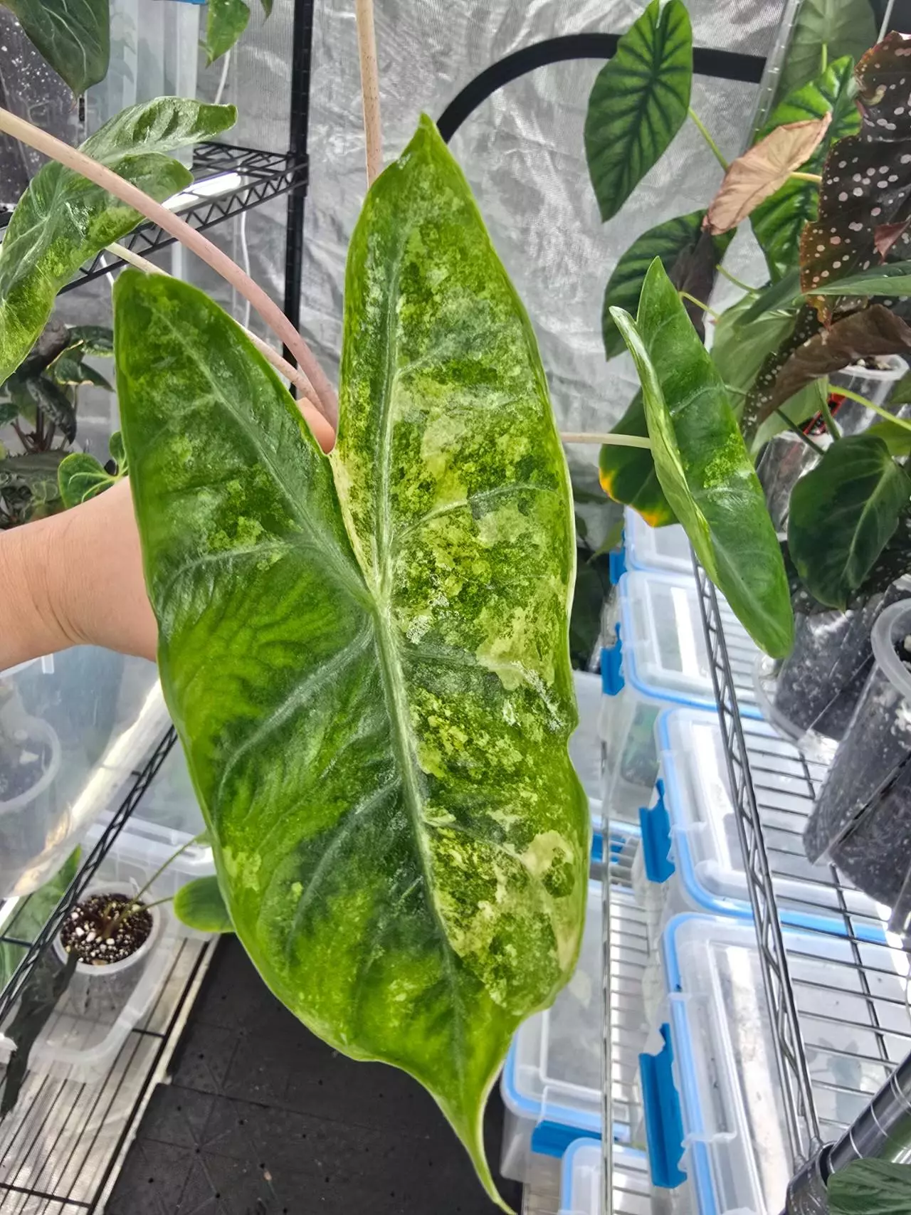 plant/Alocasia Pink Dragon Aurea Corm-0