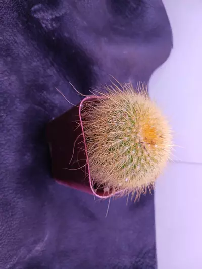 plant/Parodia magnifica "golden ball cactus"-1-thumbnail