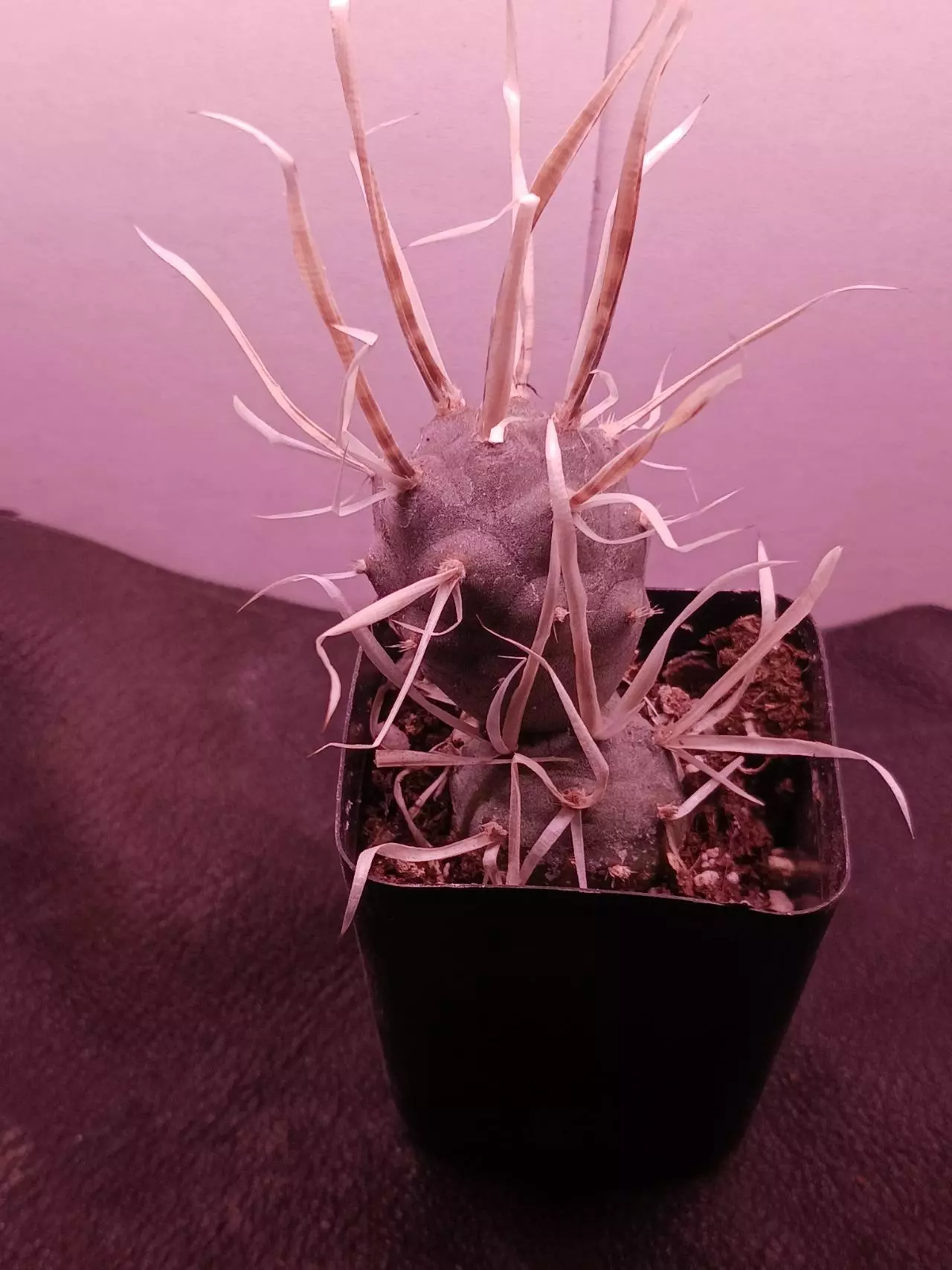 plant/tephrocactus articulatus-0