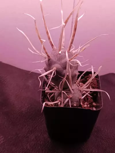 plant/tephrocactus articulatus-0-thumbnail