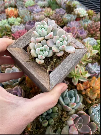 plant/Reclaimed Wood Planter - Small-5-thumbnail
