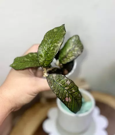 plant/Gunung gading Ghost 👻-1-thumbnail