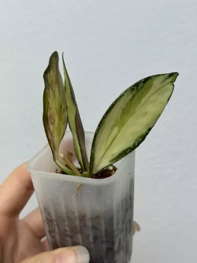 plant/Hoya Nabawanensis Variegated-4-thumbnail