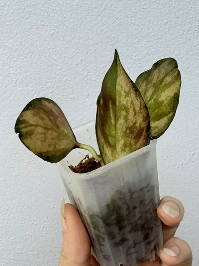 plant/Hoya Nabawanensis Variegated-2-thumbnail