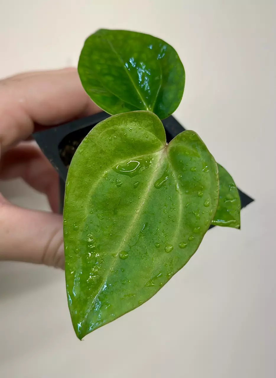 plant/ADD ON* Anthurium (Ree PapxLxLB) x (CarlaxBVEP) GC*-0