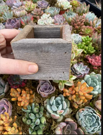 plant/Reclaimed Wood Planter - Small-2-thumbnail