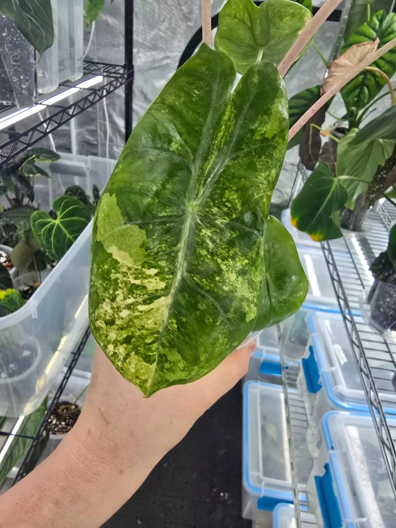 plant/Alocasia Pink Dragon Aurea Corm-1