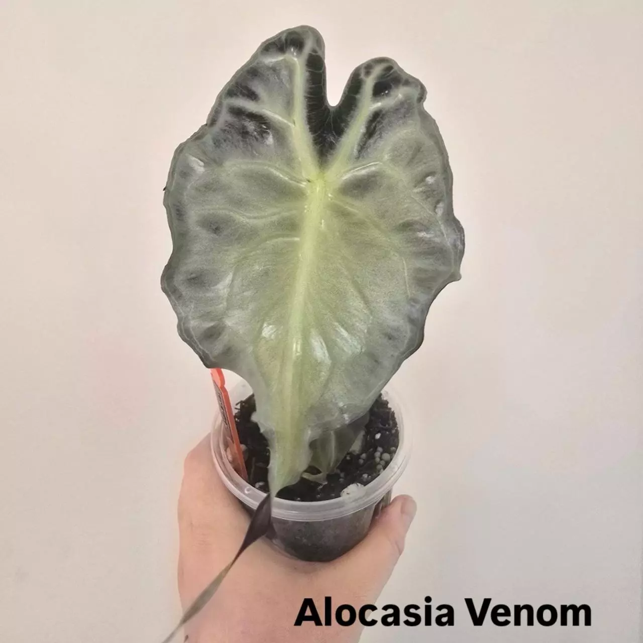 plant/Alocasia Venom large corm-0