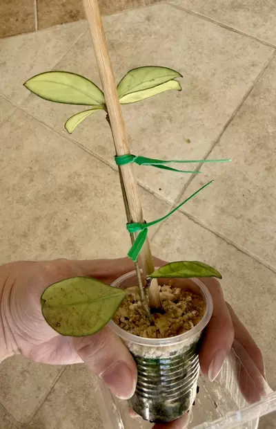 plant/Noid Hoya rehab-1-thumbnail