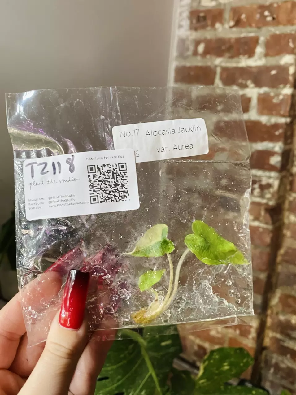 plant/T2118 Alocasia Jacklin Aurea Var.-0