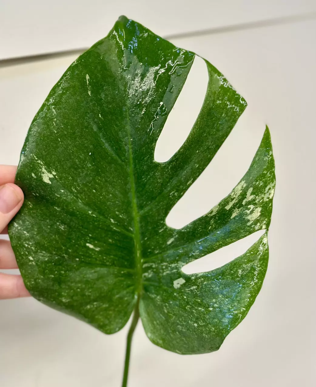 plant/Monstera Mint Variegated-4